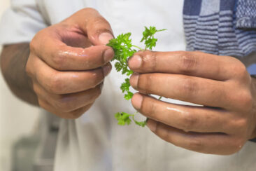 Food and restaurant photography, branding and product photography, corporate lifestyle photography, photo zooming on the hand of a cook preparing a dish, with some fresh parsley, Amsterdam