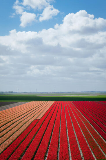 Landscape and nature photography, view of the tulip field at spring, Lisse, Netherlands